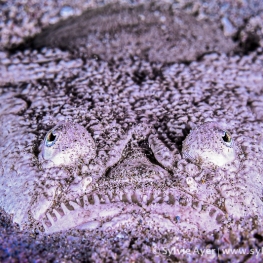 ©-Sylvie-Ayer-indonéesie-komodo-stargazer-fish
