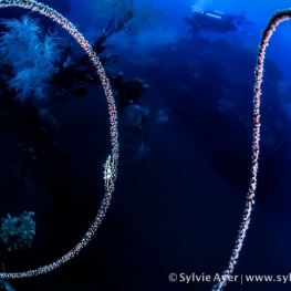 ©-Sylvie-Ayer-indonéesie-komodo-zanzibar-shrimp-whip-coral-divers