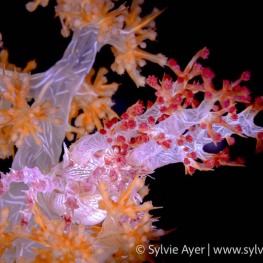 ©-Sylvie-Ayer-indonesia-komodo-Decorator-Crabs-Majidae