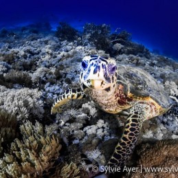 ©-Sylvie-Ayer-indonesia-komodo-Hawksbill-turtle-Eretmochelys-imbricata