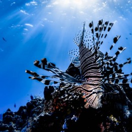 ©-Sylvie-Ayer-indonesia-komodo-lIndian-lionfish-Pterois-muricata