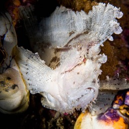 ©-Sylvie-Ayer-indonesia-komodo-leaffish-Taenianotus-triacanthus