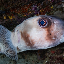 ©-Sylvie-Ayer-indonesie-komodo-Porcupine-puffer