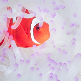 ©-Sylvie-Ayer-indonesie-komodo-anemone-fish