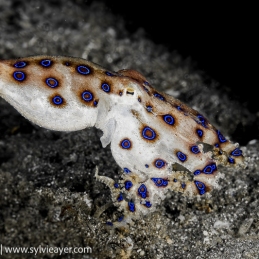 ©-Sylvie-Ayer-Indonesia-komodo-blue-ringed-octopus-Hapalochlaena-spp