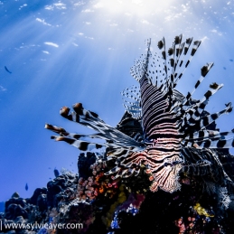 ©-Sylvie-Ayer-indonesia-komodo-lIndian-lionfish-Pterois-muricata