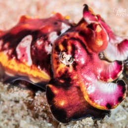 ©-Sylvie-Ayer-indonesie-komodo-flamboyant-cuttlefish