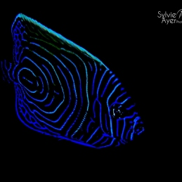 ©-Sylvie-Ayer-indonesie-komodo-juvenil-angelfish