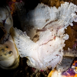 ©-Sylvie-Ayer-indonesie-komodo-leaf-fish