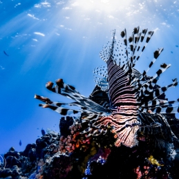 ©-Sylvie-Ayer-indonesie-komodo-lion-fish
