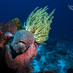 ©-Sylvie-Ayer-indonesie-komodo-murene