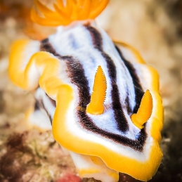 ©-Sylvie-Ayer-indonesie-komodo-nudibranch