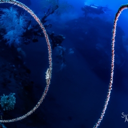 ©-Sylvie-Ayer-indonesie-komodo-shrimp-whip-coral