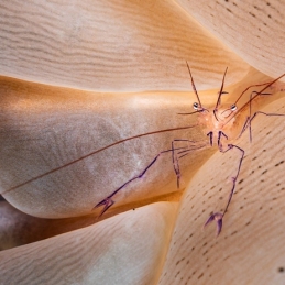 ©-Sylvie-Ayer-indonesie-komodo-shrimp