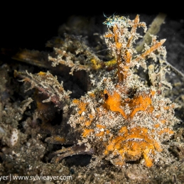 ©-Sylvie-Ayer-Indonesia-Komodo-spiny-devilfish-Inimicus-didactylus