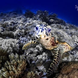 ©-Sylvie-Ayer-indonesie-komodo-turtle