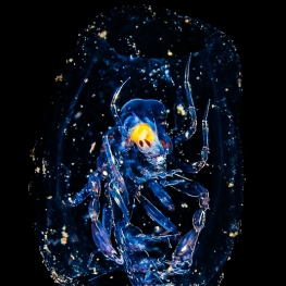 ©-Sylvie-Ayer-indonesie-komodo-zooplankton