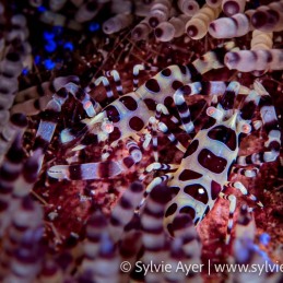 ©Sylvie-Ayer-Indonesia-Komodo-Coleman-shrimp