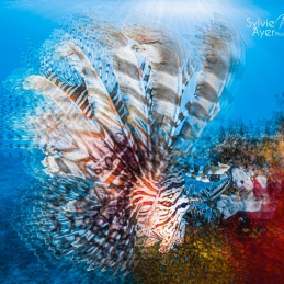 ©-Sylvie-Ayer-indonesie-komodo-lion-fish