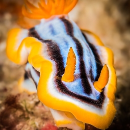 ©-Sylvie-Ayer-indonesie-komodo-nudibranch