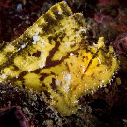 1_-Sylvie-Ayer-indonesia-komodo-yellow-leaffish-Taenianotus-triacanthus