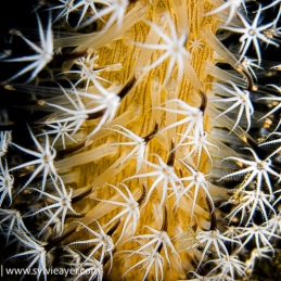 ©-Sylvie-Ayer-indonéesie-komodo-coral