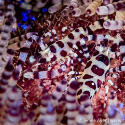 ©-Sylvie-Ayer-Indonesia-Komodo-Coleman-shrimp