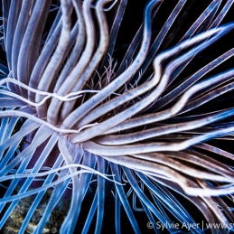©-Sylvie-Ayer-Indonesia-Komodo-tube-dwelling-anemone-burrowing-anemone-Pachycerianthus-fimbriatus