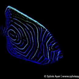 ©-Sylvie-Ayer-Indonesia-komodo-juvenile-emperor-angelfish
