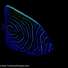 ©-Sylvie-Ayer-Indonesia-komodo-juvenile-emperor-angelfish