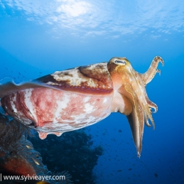 1_-Sylvie-Ayer-Indonesia-Komodo-Cuttlefish