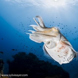 1_-Sylvie-Ayer-Indonesia-Komodo-Cuttlefish