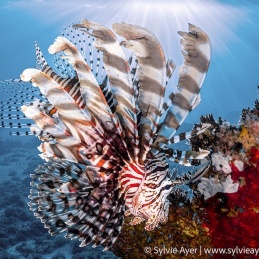 ©-Sylvie-Ayer-indonesia-komodo-lionfish