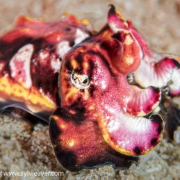 ©-Sylvie-Ayer-Indonesia-Komodo-flamboyant-cuttlefish-Metasepia-pfefferi