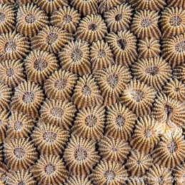 ©-Sylvie-Ayer-Indonesia-Komodo-Hard-coral