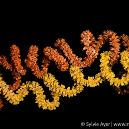 ©-Sylvie-Ayer-Indonesia-Komodo-whip-coral