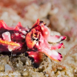 ©-Sylvie-Ayer-Indonesia-Komodo-flamboyant-cuttlefish-Metasepia-pfefferi