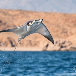 ©-Sylvie-Ayer-mobula-ray-La-Ventana-Mer-de-Cortez-Mexique