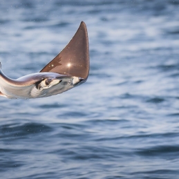 ©-sylvie-ayer-Mexico-La-Ventana-Mobula-Jump