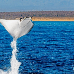 ©-Sylvie-Ayer-mobula-ray-La-Ventana-Mer-de-Cortez-Mexique