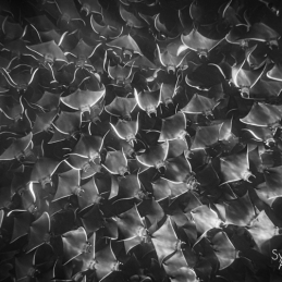 ©-Sylvie-Ayer-mobula-ray-La-Ventana-Mer-de-Cortez-Mexique