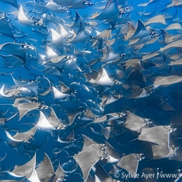 ©-Sylvie-Ayer-mobula-ray-La-Ventana-Mer-de-Cortez-Mexique