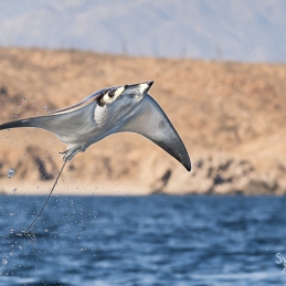 ©-Sylvie-Ayer-mobula-ray-La-Ventana-Mer-de-Cortez-Mexique