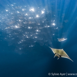 ©-Sylvie-Ayer-mobula-ray-La-Ventana-Mer-de-Cortez-Mexique