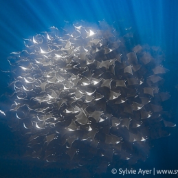 ©_-Sylvie-Ayer-mobula-ray-La-Ventana-Mer-de-Cortez-Mexique