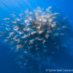 ©-Sylvie-Ayer-mobula-ray-La-Ventana-Mer-de-Cortez-Mexique