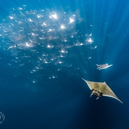 ©-Sylvie-Ayer-mobula-ray-La-Ventana-Mer-de-Cortez-Mexique