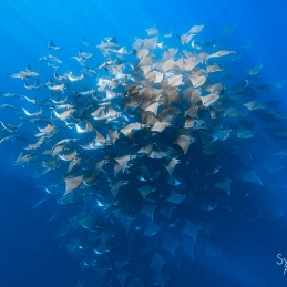 ©-Sylvie-Ayer-mobula-ray-La-Ventana-Mer-de-Cortez-Mexique