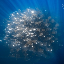 ©-Sylvie-Ayer-mobula-ray-La-Ventana-Mer-de-Cortez-Mexique