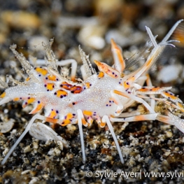 ©-Sylvie-Ayer-Indonesia-Lembeh-Tiger-shrimp-Phyllognatia-ceratophthalmus